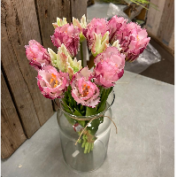 Franse tulpen roze 